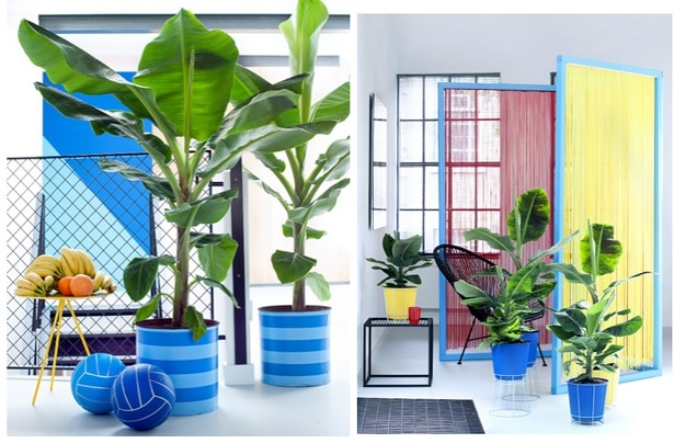Le Bananier, la plante d'intérieur tendance