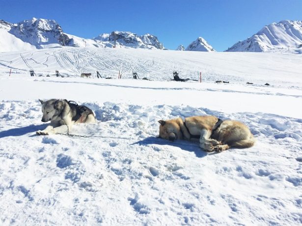 activites-hors-ski-la-plagne-chiens activites-hors-ski-la-plagne-chiens