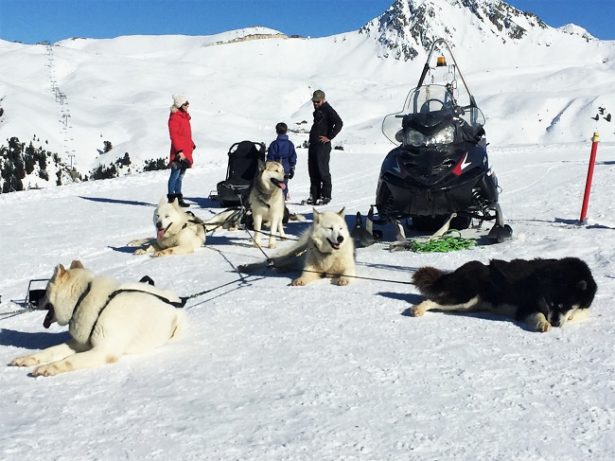 activites-hors-ski-la-plagne-traineau-chien activites-hors-ski-la-plagne-traineau-chien