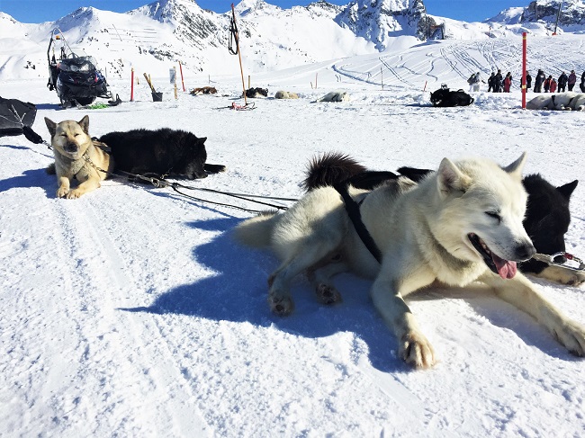 activites-hors-ski-la-plagne-traineau-chiens