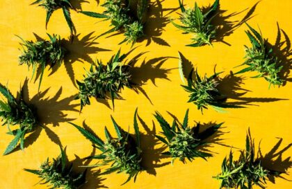 Le THC est-il détectable après avoir utilisé des fleurs de CBD ?