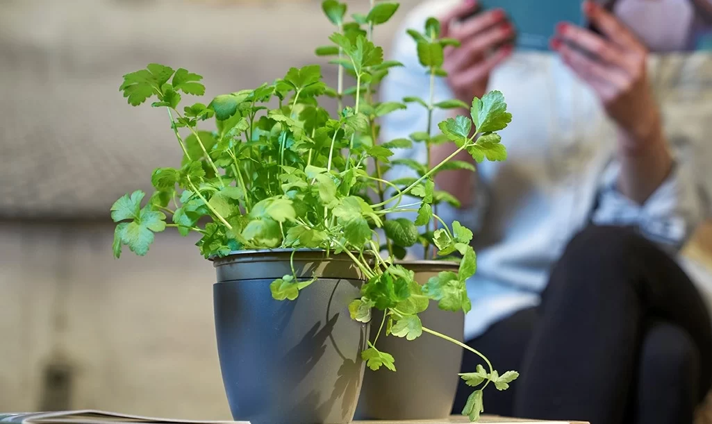 THE URBAN PERMACULUTRE