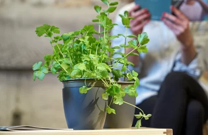 THE URBAN PERMACULUTRE