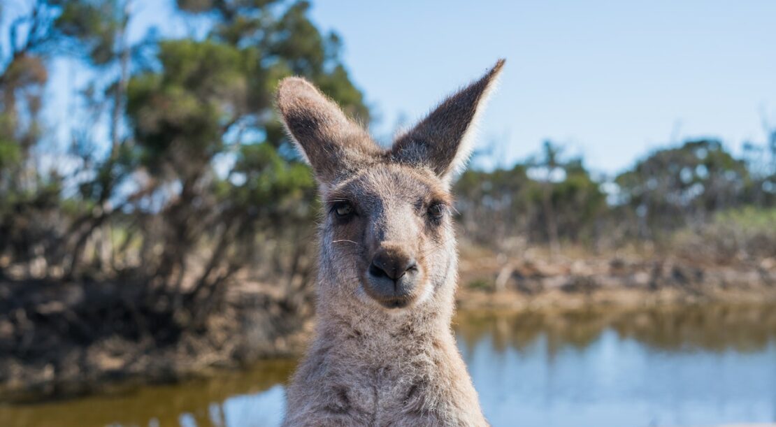 Voyage de noces en Australie