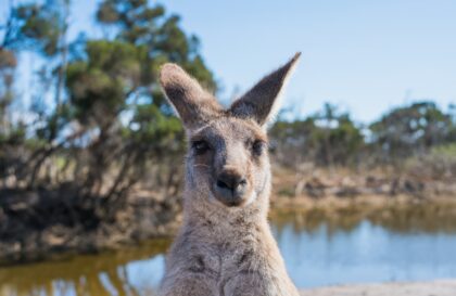 Voyage de noces en Australie