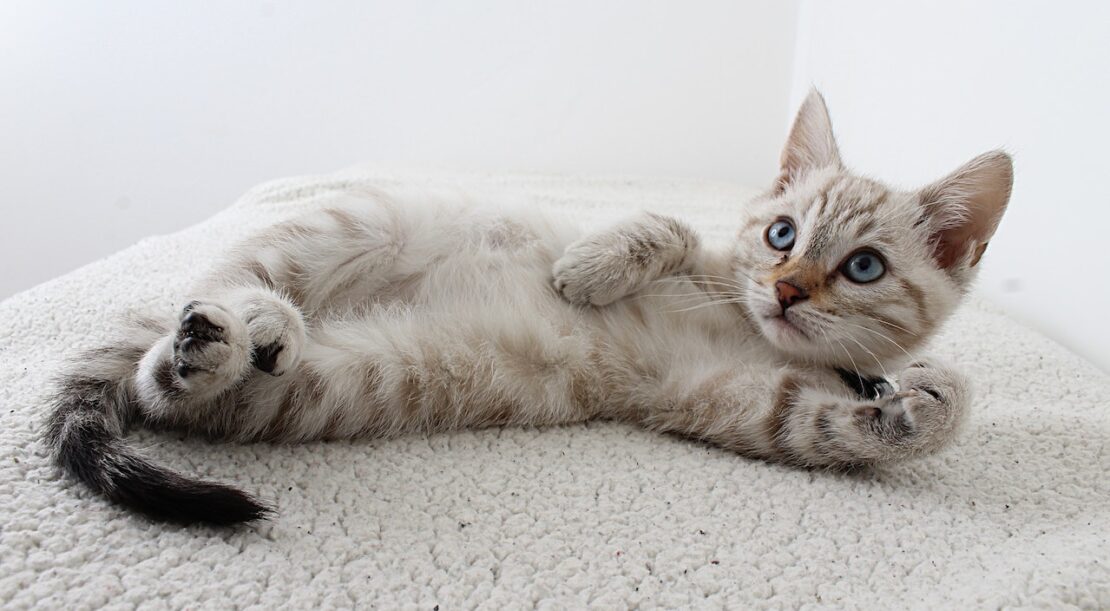 vaccin allergie chat