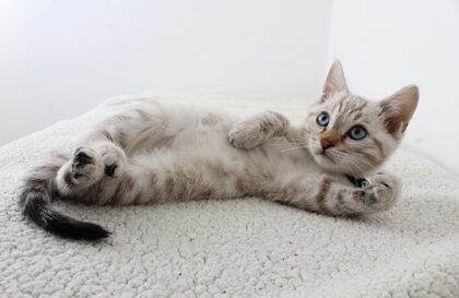 vaccin allergie chat