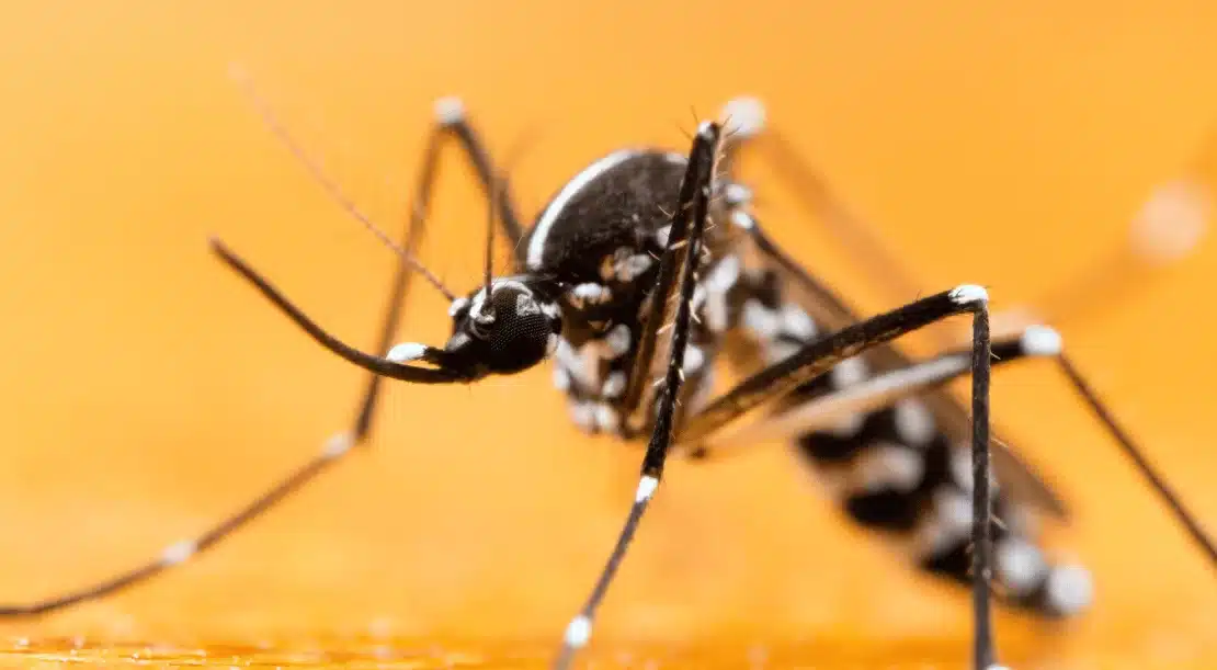 Protection contre moustique tigre