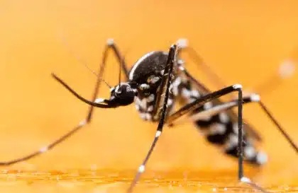 Protection contre moustique tigre