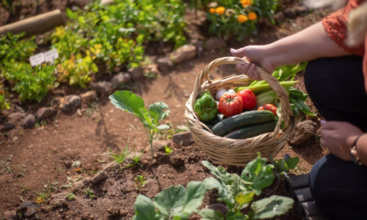 Comment démarrer un potager