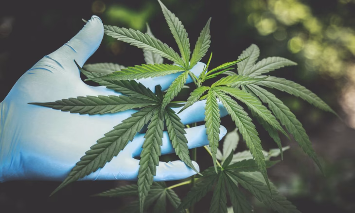 Fleurs et hash de CBD sans THC